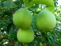 【金牌獎】文旦果園實景