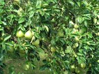 瑞穗鶴岡文旦管理簡介